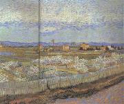 Vincent Van Gogh La Crau with Peach Trees in Blossom (nn04) painting